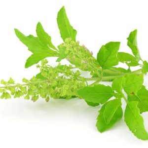 Tulsi Leaves